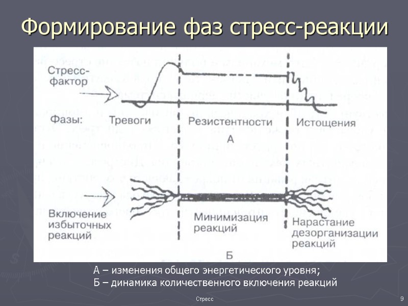 Формирование фаз стресс-реакции А – изменения общего энергетического уровня; Б – динамика количественного включения